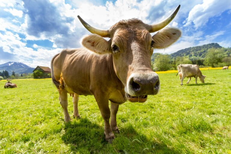 Where Have America’s Beef Cows Gone?